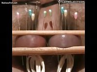 Cock and ball torture featuring twelve needles