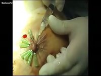 Horny docture putting nipple clamps