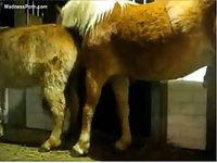 Horny guy tricks his horse into screwing his tight asshole from behind in this beast flick