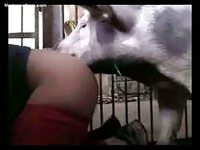Zoo sex video featuring a horny slut getting fucked by a pig