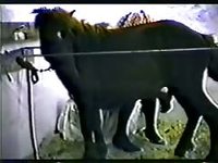 Dirty mature whore in lace crotchless pantyhose enjoying animal sex with a horse