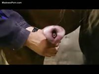 Skinny grandpa makes his horse give a cumshot in the stables