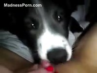 Barely legal newcomer holding her webcam POV as she's licked by a K9