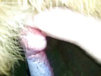 Horny guy squeezes his dogs swollen and smooth shaft