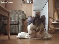 Wife in stockings getting screwed missionary by her dog