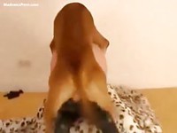 Milf in a mask making her zoophilia sex debut by getting creampied during sex with a dog