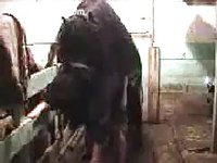 Older thick housewife moans while being fucked hard by a horse from behind