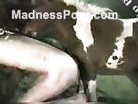 Gay dude getting railed by a mini-horse while his boyfriend records the action