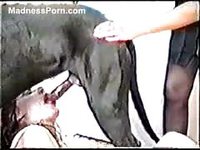 Pretty college aged babe with real big breasts having animal sex with a dog