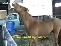 Horny caregiver drops his pants at the ranch and enjoys anal from a horse in this beast film