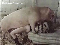 Tiny woman pinned and fucked by an enormous pig in this amateur zoo sex movie