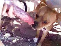 Dirty animal sex craver jerking off a dog cock before she wraps her slutty lips around it
