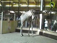 Amateur zoo fetish video featuring two giraffes that the owners hope to breed
