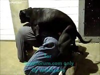 Construction worker gets off on Friday and live streams his dog banging him