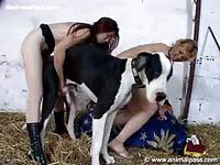 AnimalPass - Tiny amateur cougar spreading her skinny legs so she can feel a dog dick in her pussy