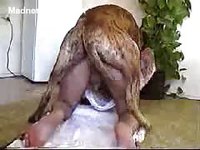 Married middle-aged dude getting fucked by the dog with no one else home