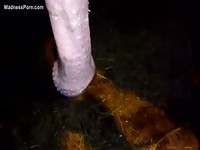 Proud guy showing off his prized horse's huge swollen cock in this beats fetish flick