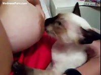 Kitty cat licking and sucking a tanned milfs big breasts
