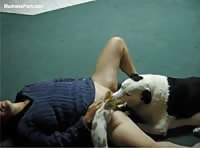 Sex-charged cougar spreading her legs for oral sex with her dog