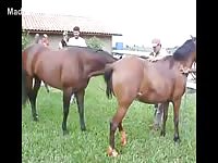 Rare zoo sex video footage featuring two horses fucking while people look on