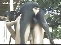 Wife gets excited while on a walk and treats hubby to a beastiality show