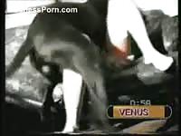Older amateur dresses in lingerie for beastiality sex with the family pet
