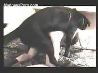 Skinny amateur wife with short hair getting fucked by a big black dog