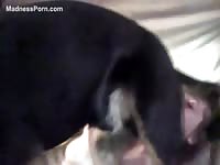 Amateur to the live webcam scene experiments with bestiality