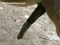 Hardcore animal sex fetish movie featuring two horses screwing