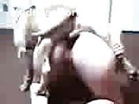 Historic bestiality video captures a wife getting screwed by a dog