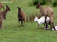Fuck-hungry kangaroo is having intercourse with a sheep