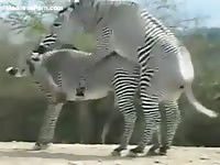 Beautiful zebra is giving a huge cumshot on the ground after getting fucked