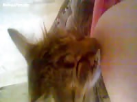 Cute kitty sucks milk from its mistress' big tits