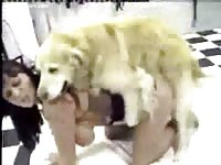 After getting creampied by an animal the beasts cum is collected for consumption