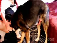 Daring housewife with nice real tits getting mounted and anally fucked by a K9