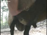 French gay enjoys masturbating sheep's cock