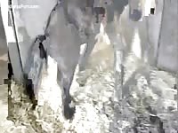 Adorable Russian sportswoman is getting banged by a horse