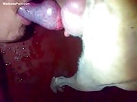 Ukrainian guy unbelievably gives head to his petite dog