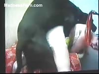 Weary housewife exposes her well-used fuck hole for zoophilia sex with her black K9