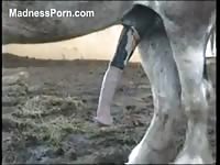 Amateur captured zoo fetish movie features a horse with a hardon