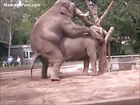 Zoo fetish movie featuring various animals banging in the wild