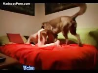 Large Golden Retriever slamming away on a beastiality curious teen slut while her cam was on