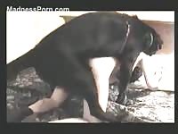 Petite college whore makes her debut in this bestiality sex video with a black K9