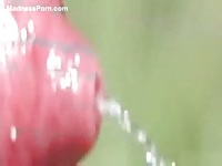 Dog enjoys peeing after playing in the park