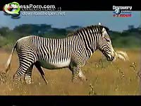 Wild animals enjoy fucking in the savanna