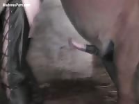 Ugly Korean slut wants to fuck her brother's horse hard