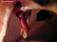Ringed French female erotically touches her dog's big dick