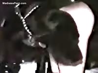 Excited dog goes balls deep in beast sex curious older beauty in this xxx bestiality movie