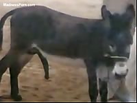 Fuck-hungry donkey sucks its own big cock