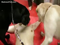 Helpless Asian coed licked everywhere by dogs in this beast fetish video